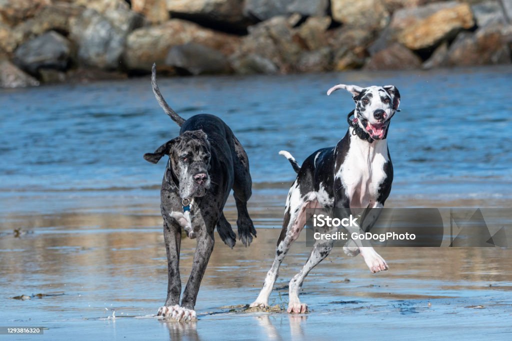 Two great dane dogs running at the beach Two large great dane's running in the water at the beach Great Dane Stock Photo