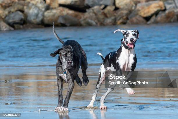 Two Great Dane Dogs Running At The Beach Stock Photo - Download Image Now - Great Dane, Dog, Sand