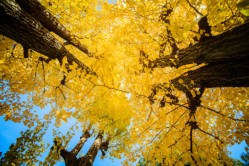 The yellow leaves of Ginkgo biloba on the branches of trees on an autumn day