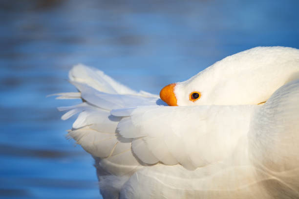 istock Closeup of White Chinese Goose sleeping 1293820031