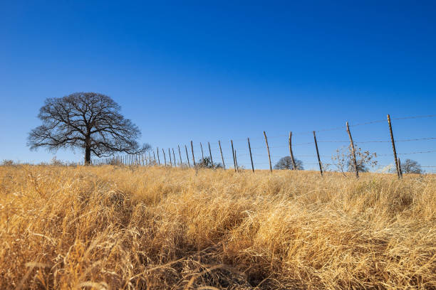 terres agricoles du texas un beau jour d’hiver - farm winter field fence photos et images de collection