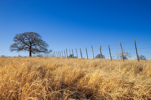 Texas farmland, grassland landscape on a beautiful, sunny winter day. Bright blue sky with copy space.