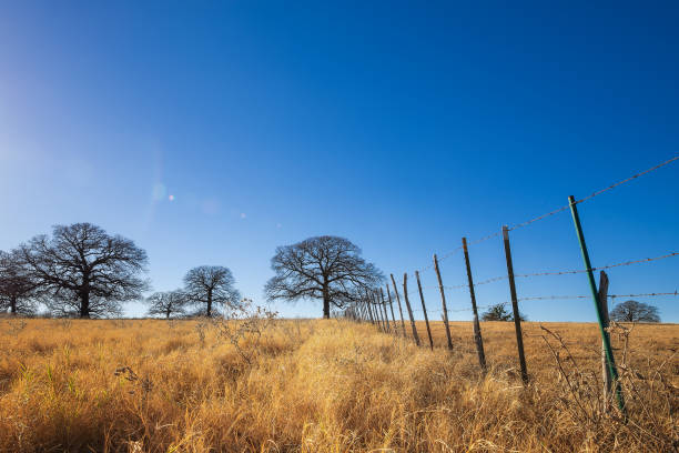 istock Texas farmland on a beautiful winter day 1293822083