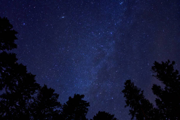 istock Milky Way in the Woods 1293824433