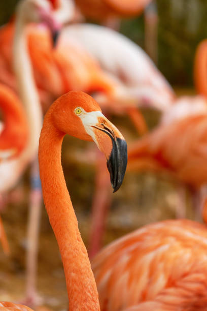 istock portrait of flamingo 1293824520
