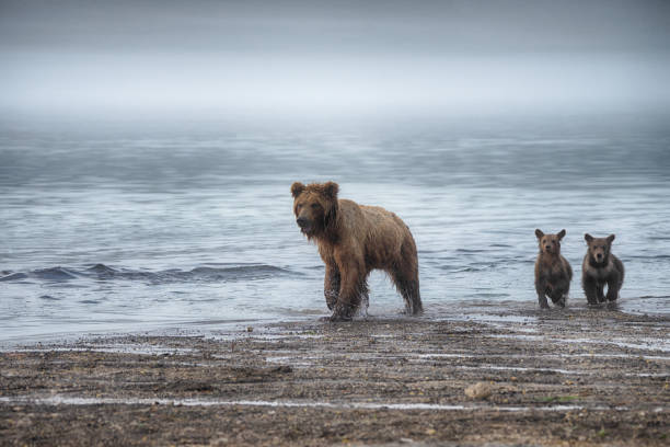 A she-bear with two cubs is walking along the shore to catch salmon. stock photo