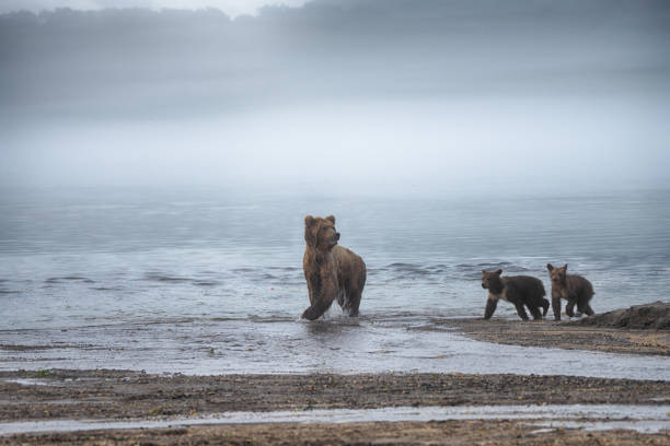 Kamchatka brown bear catches salmon stock photo