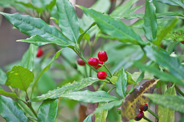 istock Fruit of the Japanese Aucuba 1293826900