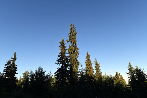 Tall and narrow to withstand heavy snow, spruce tree is the typical species of the Alaskan taiga forest, United States.