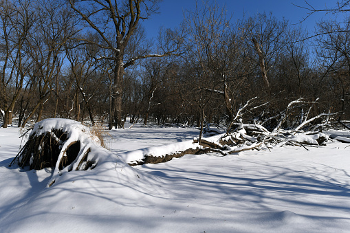 Tree in a Chicago forest preserve fallen during a blizzard.