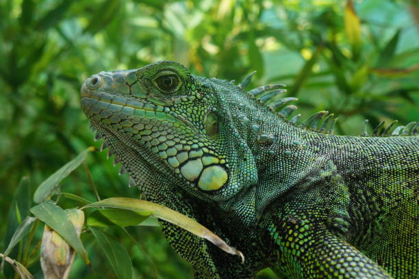 istock Green iguana in a green background 1293827710