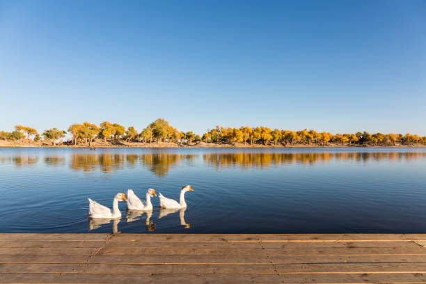 istock autumn landscape in ejina 1293828305