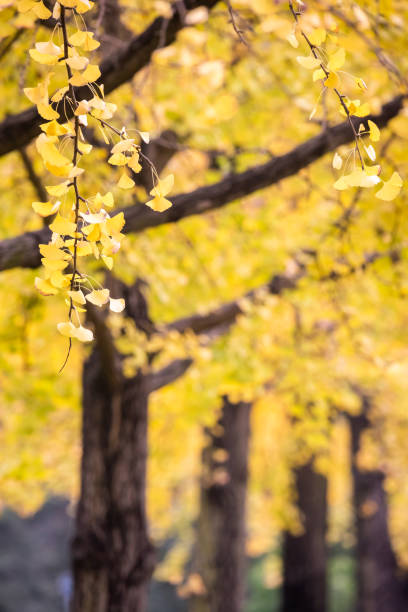 istock Gingko trees alignment with yellow leaves in autumn 1293831207