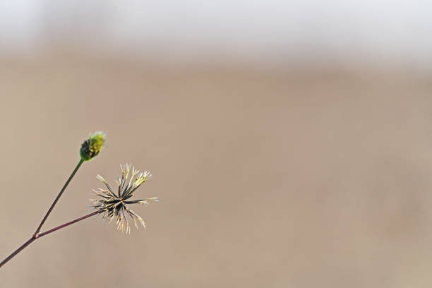 Bidens pilosa var. pilosaCosendangsa