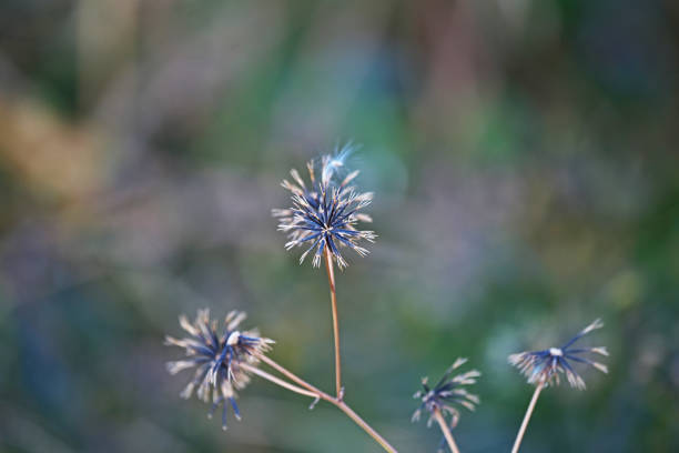 Bidens pilosa var. pilosaCosendangsa