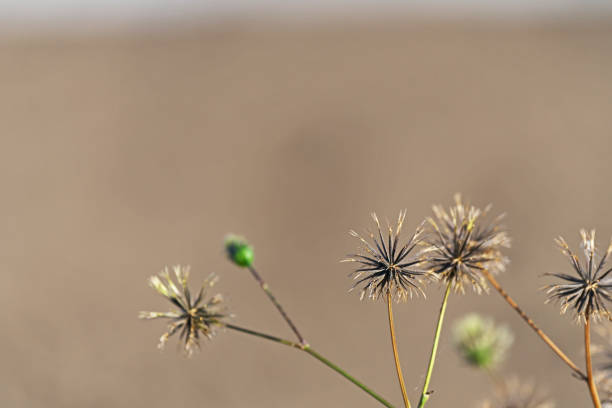 Bidens pilosa var. pilosaCosendangsa