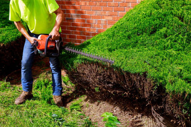 istock Professional gardner dressed with safety an hedge using trimmer 1293832798