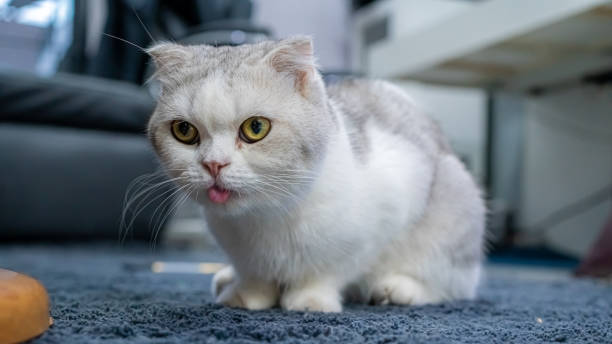 istock Animal Photo 1293832906