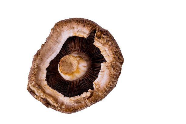 istock Portabella whole mushroom isolated on white background. 1293835999