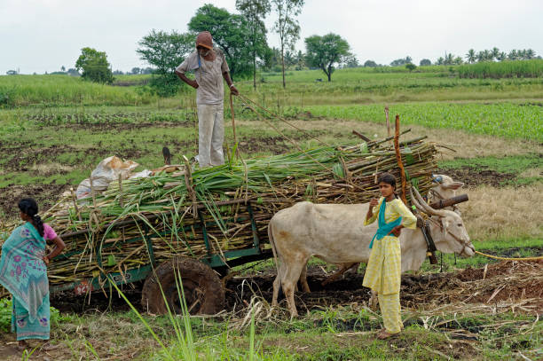 Farmers carrying Sugar Cane in bullock cart after harvest Very hard work in the field of Village Sangli State Maharashtra India bullock cart india stock pictures, royalty-free photos & images