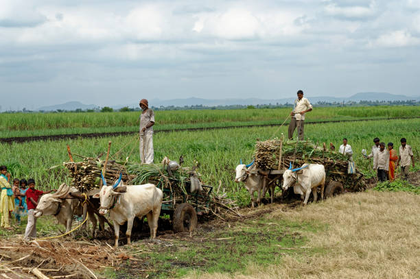 Farmers carrying Sugar Cane in bullock cart after harvest Very hard work in the field of Village Sangli State Maharashtra India bullock cart india stock pictures, royalty-free photos & images