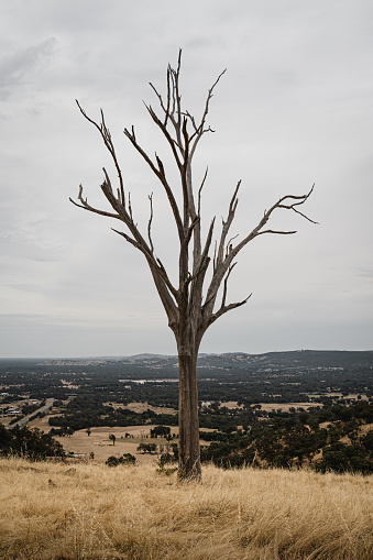 An old leafless tree at the Huon Hill Lookout, Wodonga, Victoria.