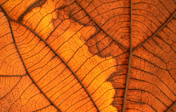 istock Dry leaf texture and nature background Brown leaf texture material And beautiful golden yellow Beautiful lines 1293844922