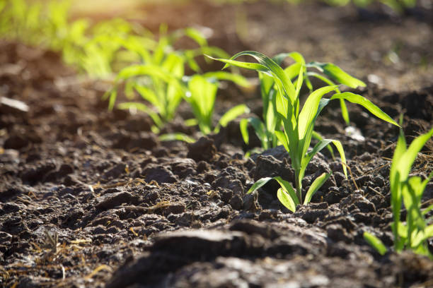 istock Organic corn planted in the garden with bright morning sunlight. 1293845040