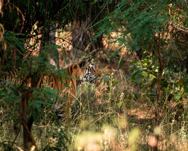 istock A Female Bengal Tiger looking to the side, seen through dense forestry. Natural perspective 1293845121