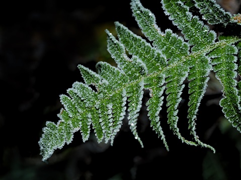 Fern leaves with frost  in winter