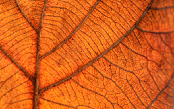 istock Dry leaf texture and nature background Brown leaf texture material And beautiful golden yellow Beautiful lines 1293845974