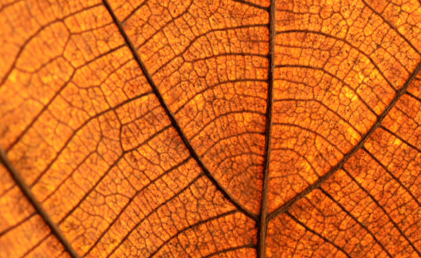 istock Dry leaf texture and nature background Brown leaf texture material And beautiful golden yellow Beautiful lines 1293845987
