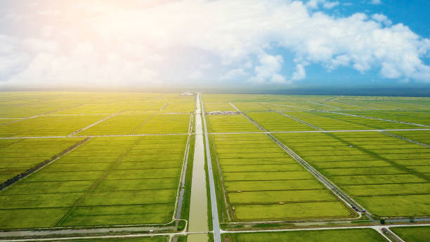 Aerial view scenery of  yellow paddy field