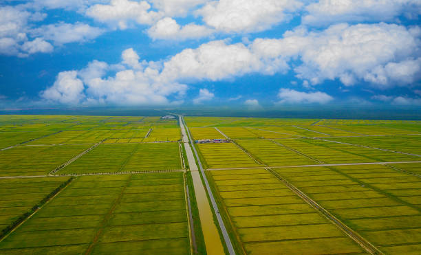 Aerial view scenery of  yellow paddy field