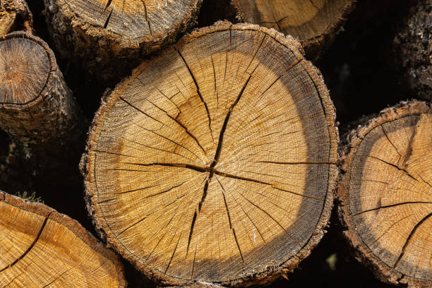 istock Abstract texture of wooden trunks 1293846081