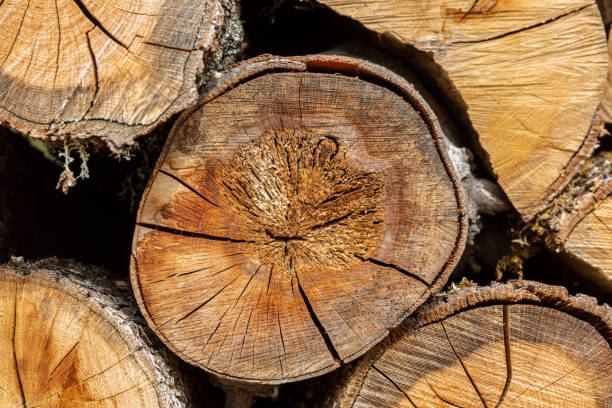 istock Abstract texture of wooden trunks 1293846629