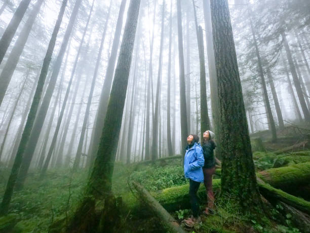 Mystical, Misty Forest, Asian Mother and Eurasian Daughter Enjoying Nature Mature mother and young adult daughter enjoying winter walk through wet forest on Mount Seymour, North Vancouver, British Columbia, Canada forest bathing photos stock pictures, royalty-free photos & images