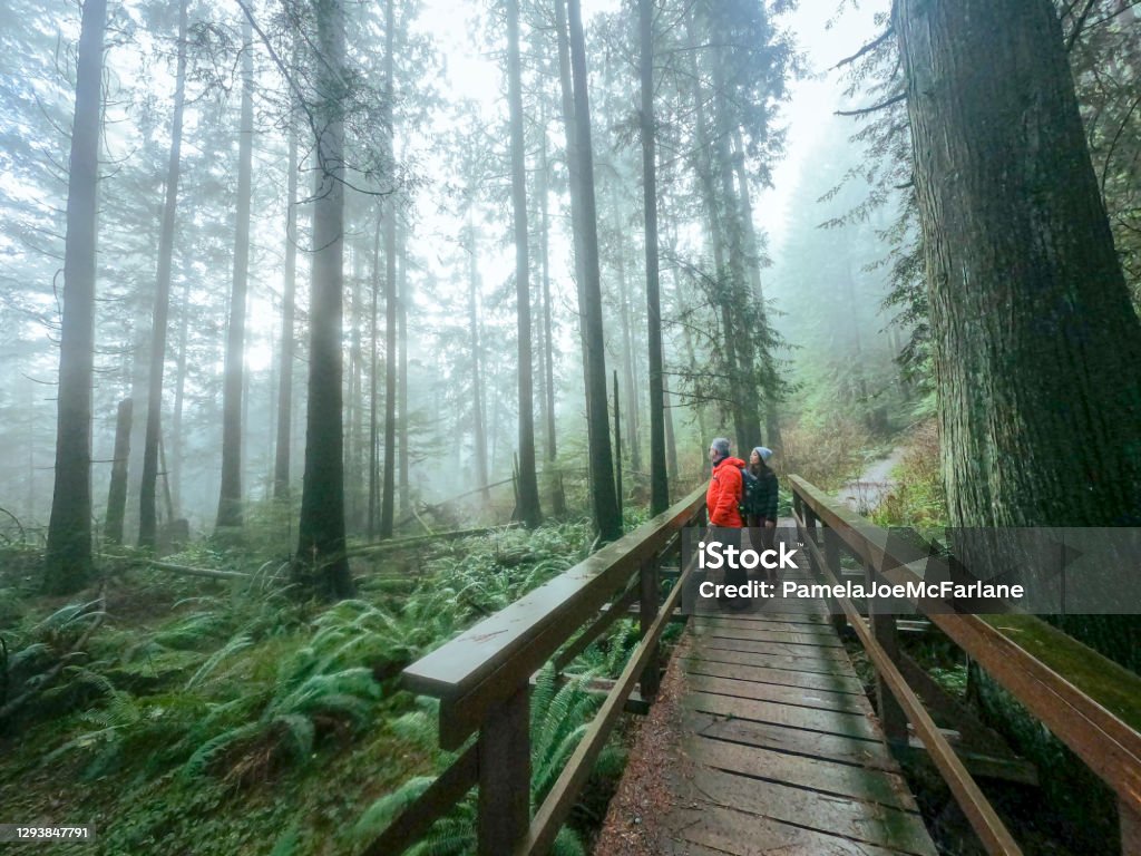 Mature Father and Multi-Ethnic Daughter Enjoying Misty Forest from Bridge Mature father and young adult daughter enjoying winter walk through wet forest on Mount Seymour, North Vancouver, British Columbia, Canada Hiking Stock Photo