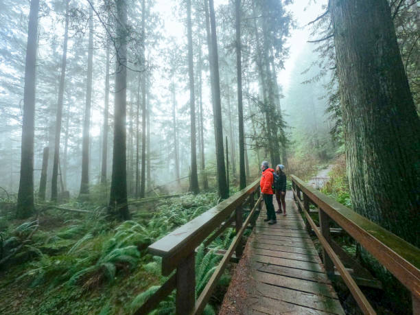 Mature Father and Multi-Ethnic Daughter Enjoying Misty Forest from Bridge Mature father and young adult daughter enjoying winter walk through wet forest on Mount Seymour, North Vancouver, British Columbia, Canada british columbia photos stock pictures, royalty-free photos & images