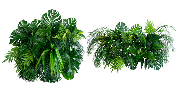 Green leaves of tropical plants bush (Monstera, palm, rubber plant, pine, bird’s nest fern) floral arrangement indoors garden nature backdrop isolated on white background thailand, clipping path.