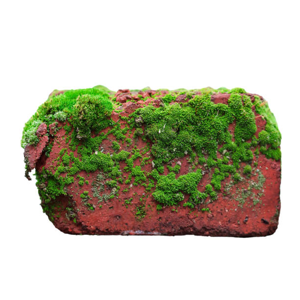 istock red brick with green moss. selective focus. the item is isolated on a white background 1293848458