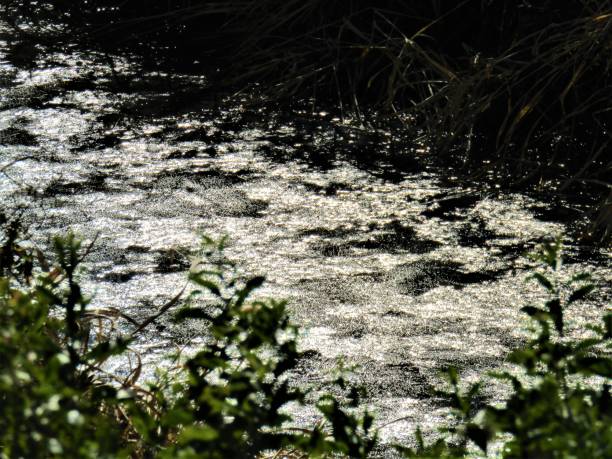 istock Japan. December. First ice on the surface of the small river. 1293848550