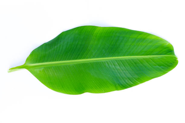 istock Banana leaves on white background. 1293848630