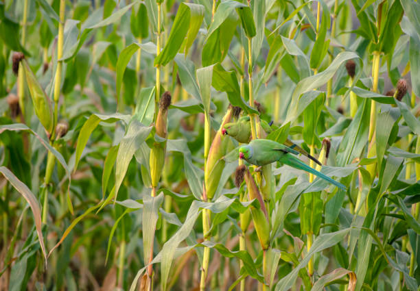 Rose ringed parakeet, Psittacula krameri The rose-ringed parakeet, also known as the ring-necked parakeet, is a medium-sized parrot in the genus Psittacula, of the family Psittacidae krameri stock pictures, royalty-free photos & images