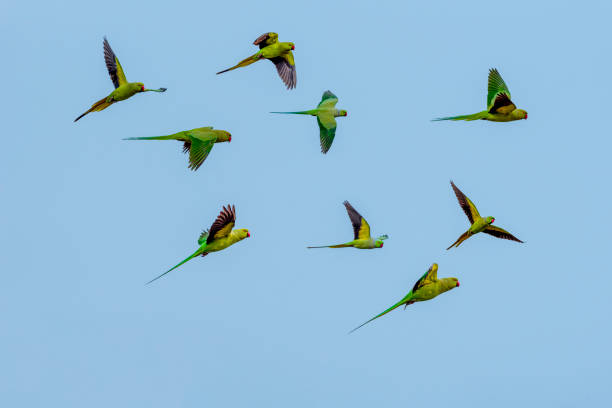 Rose ringed parakeet, Psittacula krameri The rose-ringed parakeet, also known as the ring-necked parakeet, is a medium-sized parrot in the genus Psittacula, of the family Psittacidae krameri stock pictures, royalty-free photos & images