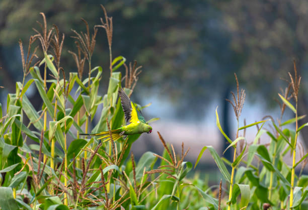 Rose ringed parakeet, Psittacula krameri The rose-ringed parakeet, also known as the ring-necked parakeet, is a medium-sized parrot in the genus Psittacula, of the family Psittacidae krameri stock pictures, royalty-free photos & images