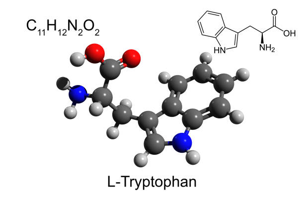 istock Chemical formula, structural formula and 3D ball-and-stick model of L-tryptophan 1293851366