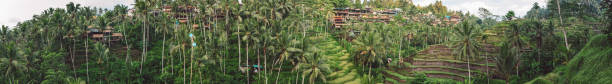 istock Plants Growing On Field Against Sky 1293851892