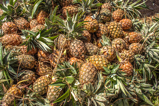 Pineapple harvesting at Khulnal, Bangladesh.