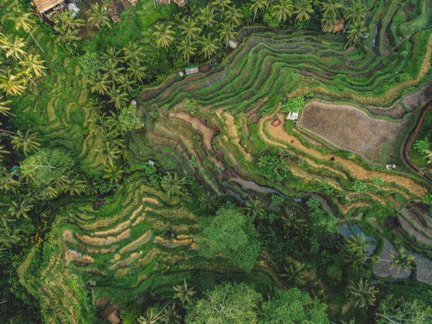 istock Scenic View Of Agricultural Field 1293852876